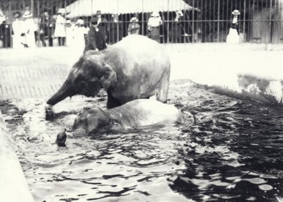 Two Asian elephants bathing in pool at London Zoo, watched by keeper and visitor crowd, June 1914 by Frederick William Bond